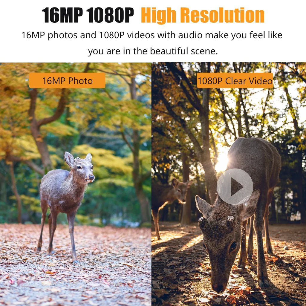 Dadypet Game Trail for Wildlife, IR Color Camera Motion Home and 2.4'' TFT 1080P Waterproof, Night Vision, Detection, Use and Farm, IP66 with Display