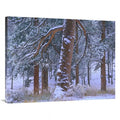 After Park, Snowfall, x Mountain Ponderosa Art Tim - Fresh National 40 Fitzharris in. Rocky 30 Colorado Print Trees Pine
