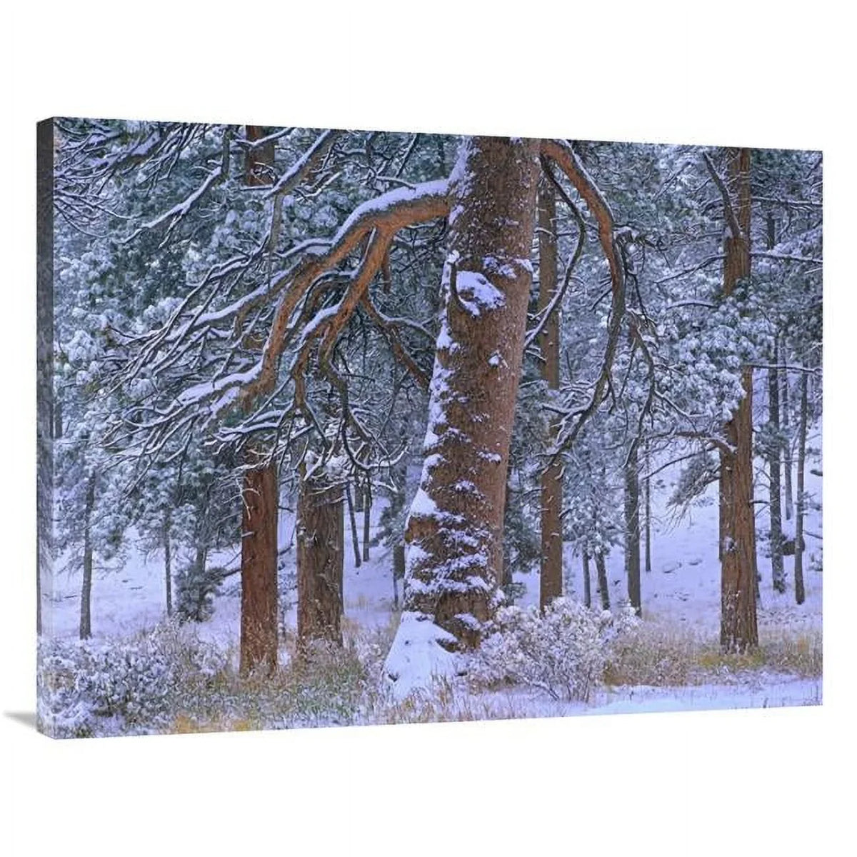 After Park, Snowfall, x Mountain Ponderosa Art Tim - Fresh National 40 Fitzharris in. Rocky 30 Colorado Print Trees Pine